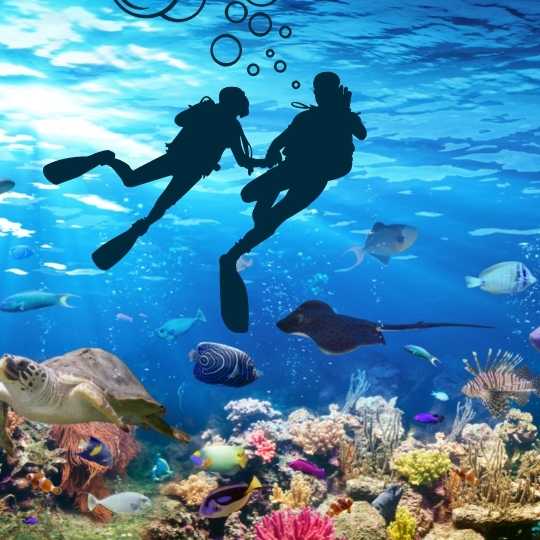 two divers underwater surrounded by fish
