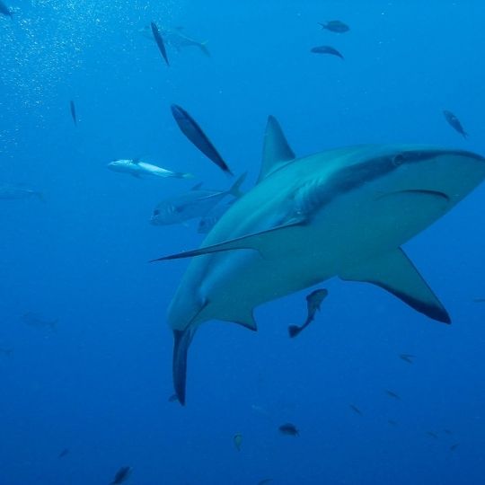 a shark in the ocean surrounded by fish