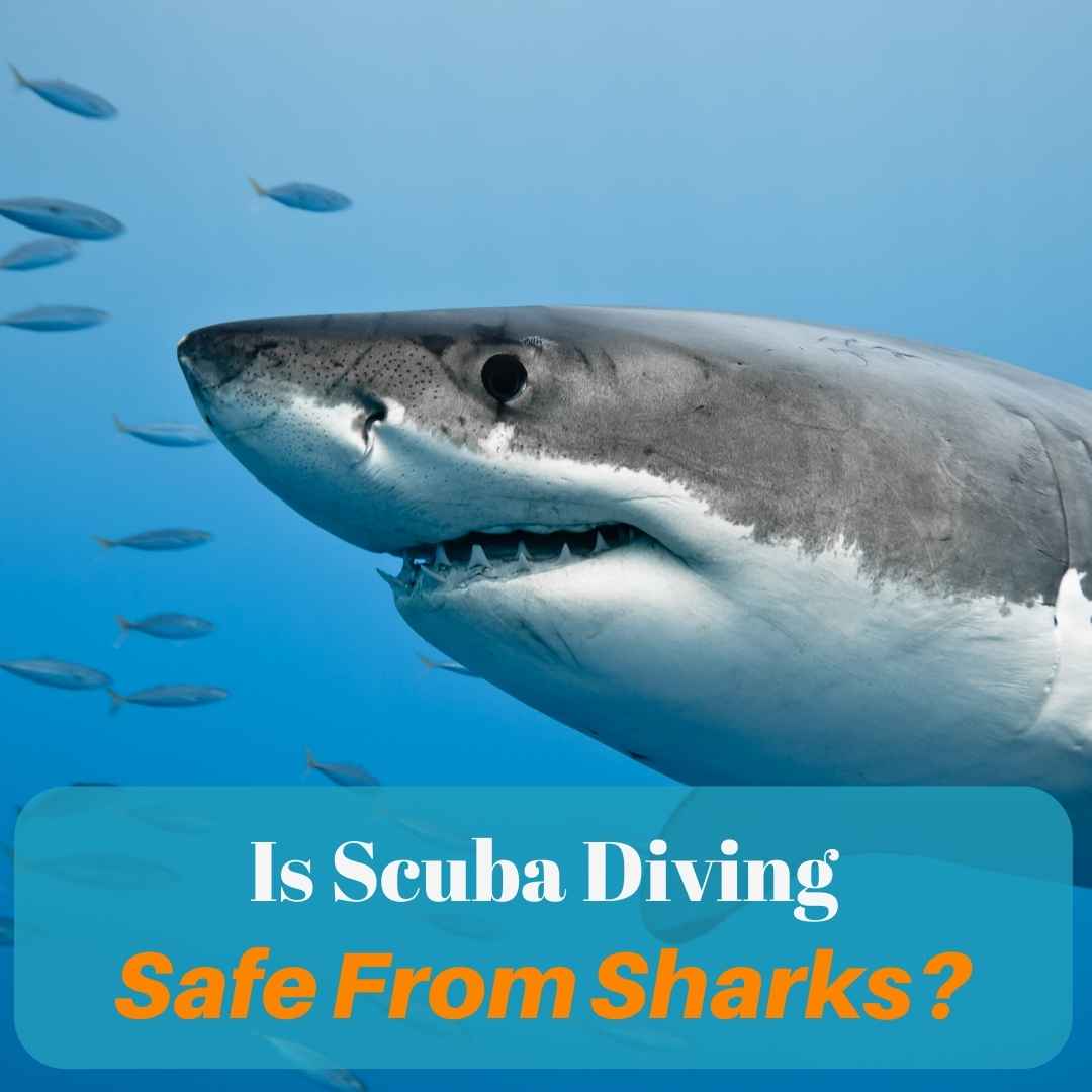 is scuba diving safe from sharks post image